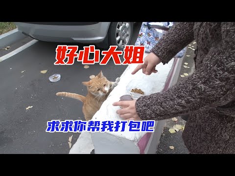 流浪猫每天在小区偷外卖，原来是为了养育孩子，太感动了。