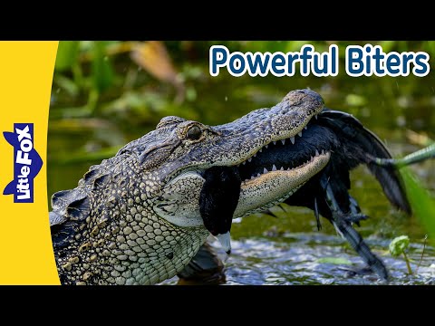 Powerful Biters: Nile Crocodile, Grizzly Bear, Hippopotamus, Alligator, Komodo Dragon | Little Fox
