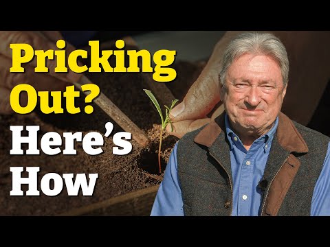 Don't Skip This Step! - Pricking Out Made Easy!