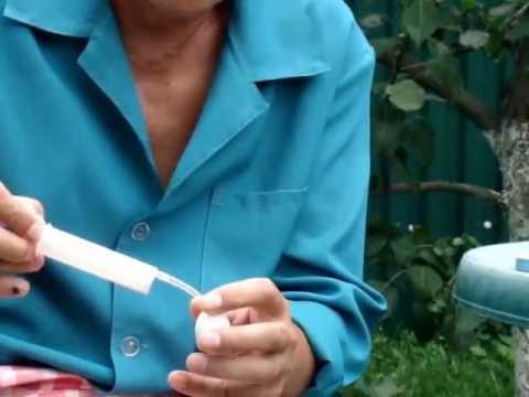 Artificial feeding of pigeon chicks. [Part 1]