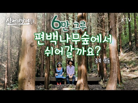(충북 영동) 시아버지의 선견지명. 60,000 여 그루의 편백숲 그 위대한 유산, 안지킬 수 있나요? ktv, phytoncide, forest, cypress (시즌4)