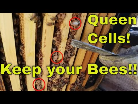 🚫Swarm Cells!! How we STOP Early Swarms!!