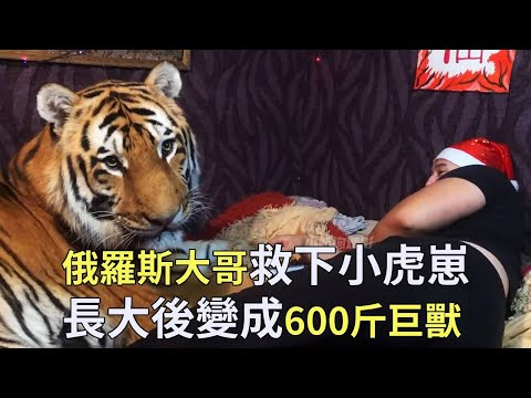 男子救回一隻小虎崽，如今長成600多斤的大貓，同吃同睡成為最親密的伙伴【小奶狗觀影】