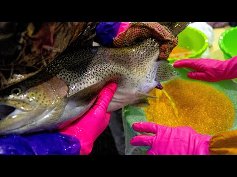 A Trout Breeding Fish Farm that Extracts Caviar from Live Fish