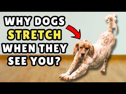 Does Your Dog Stretch When They See You? ➡️ This Is What It Really Means