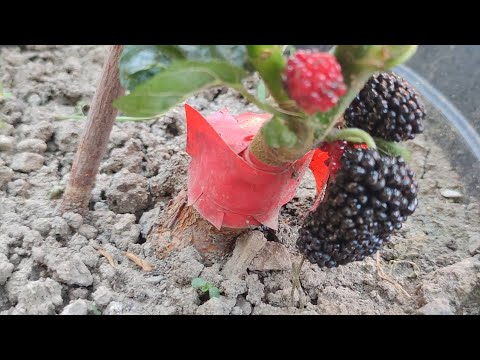 Grafting a Mulberry Tree in Spring