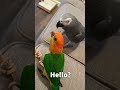Talking Parrot Answering Scam Call 😆