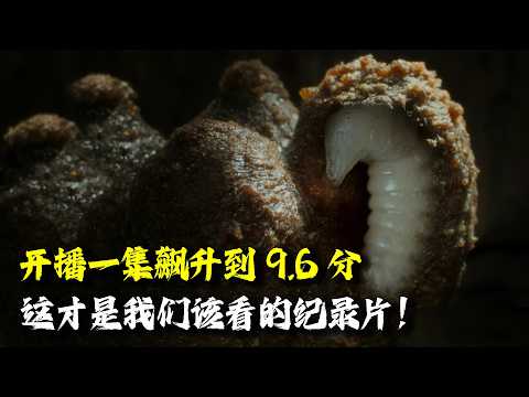 太令人惊艳了！开播一集就飙升到9.6分，这才是我们真正该看的纪录片！！