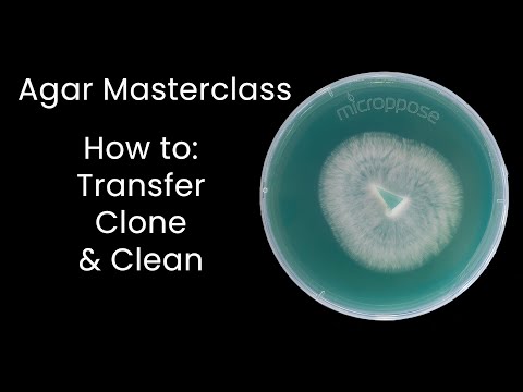 Master AGAR Techniques to Clone Cultures Like a Pro!