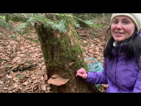 Medicinal tinder fungi and their use in cooking