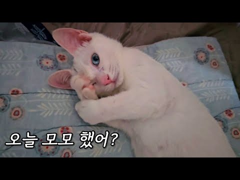 옆집 어르신댁에서 냥줍한 오드아이 아깽이의 일상 Vlog