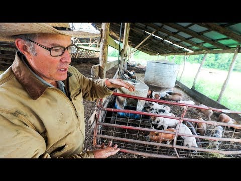 How Joel Salatin brings out the “Pigness” of the Pig