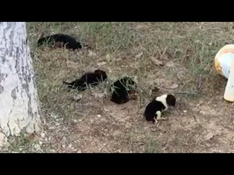 Abandoned, 4 newborn puppies tremble and cry loudly for their mother because of hunger and cold