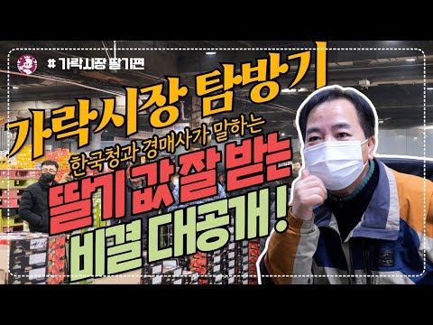 가락시장딸기편, 한국청과경매사가 말하는 딸기 값 잘받는방법