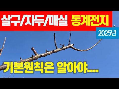 살구/자두/매실 가지치기 - 기본원칙만 알면 고수반열!