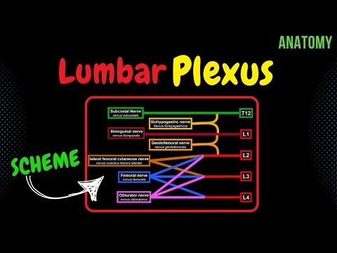 Lumbar plexus (Scheme + QUIZ) | Anatomy