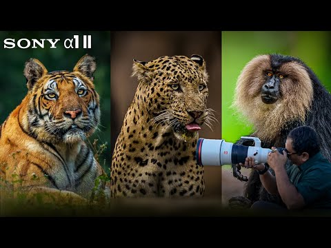This isn’t just a Sony a1 ii review, it’s field-tested storytelling | Is the a1 ii up to the mark ?