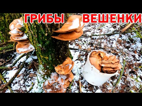 Это мы ПОПАЛИ! Зашли в лес за ГРИБАМИ и АХНУЛИ от увиденного! ГРИБОВ столько, что некуда ложить!