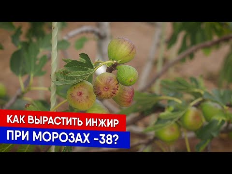 Как вырастить инжир при морозах -38?
