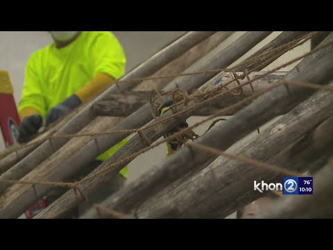 Preparations underway for 13th FestPac celebrations