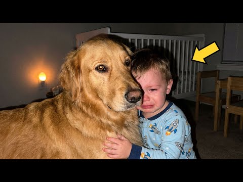 Golden Retriever Woke Crying Baby Every Night At Same Time — The Reason Left Everyone Speechless