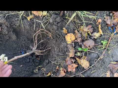 My planting of grape seedlings, timing and depth of planting, what it depends on and possible con...