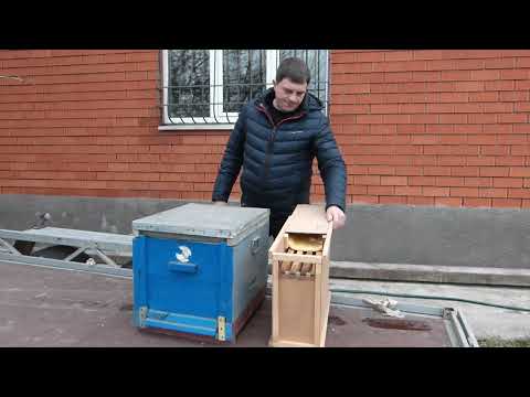 Стоит ли покупать? Пчелопакет и его рентабельность. Как нарастить пчелопакет после покупки.