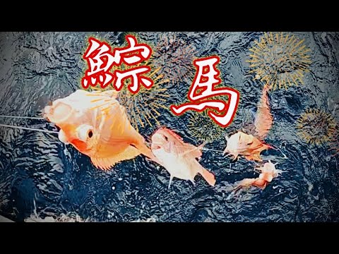 敲底釣赤鯮馬頭！過年一路長紅！瑞光168海釣船