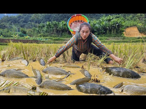 Tam's lucky day: harvested a large amount of giant pond fish to sell at the market | Ly Thi Tam
