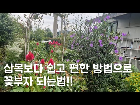 삽목보다 쉽고 편한 방법으로 꽃부자 되는법,아메리칸블루 키우기,루엘리아,란타나 물꽂이
