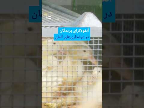 آنفولانزای پرندگان در مرغداری‌های آلمان | #دویچه_وله | #shorts