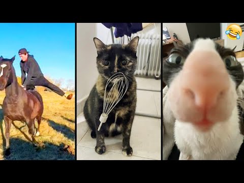 Funny ANIMALS videos 😂 Funniest CATS😺 and DOGS🐶 2025 , part4