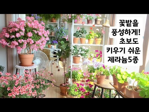 키우기 쉬운 꽃밥 많은 꽃 5종   #아파트 #베란다 #가드닝 #스토리 #뷰가든 #viewgarden