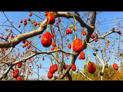 你知道吊干枣是如何种植的吗？一口气探秘10种农业种植技术
