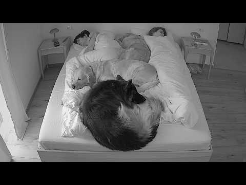 What My 3 Dogs Do at Night While We Sleep