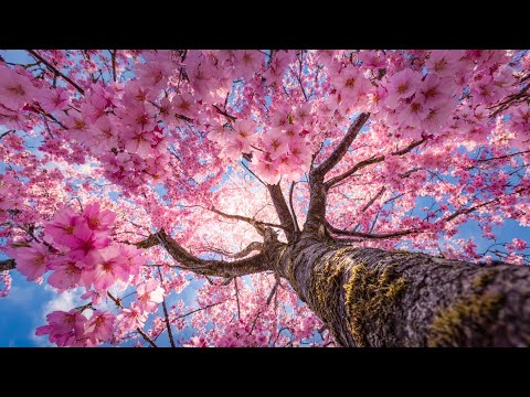 Музыка для души Сергея Грищука – самая красивая мелодия, трогающая до слёз