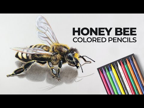 How to Draw a Bee with Colored Pencils - Time Lapse