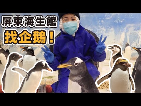 在台灣也可以餵企鵝!愛講話愛吵架的企鵝幼幼班~台灣首座藍鯨標本!近20公尺 無比震撼!