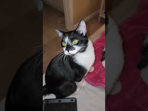 You didn’t ask for this… but here’s Cookie & Cream 🐾 #youtubeshorts #ytshorts