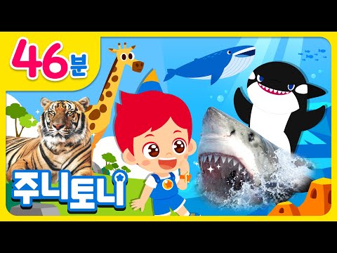 집에서 만나는 재미있는 동물 친구들🐯🐳 | 주니토니 동물동요 모음집 | 신기하고 다양한 동물의 세계로! | 동물동요 | 인기동요 | 동요 연속듣기 | 주니토니 | JunyTony