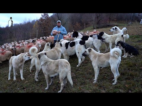 15 câini ciobănești ai lui Stefan Ciunterei | Cum formezi câini loiali oilor? | Alimentația câinilor