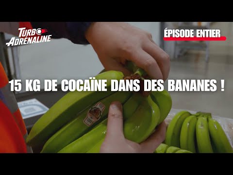 Des bananes et 15 kg de cocaïne :méthode des gangs révélée |Au cœur des douanes: destination Europe