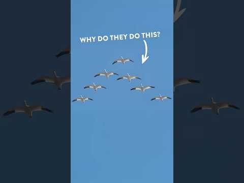 Why do birds fly in a V?