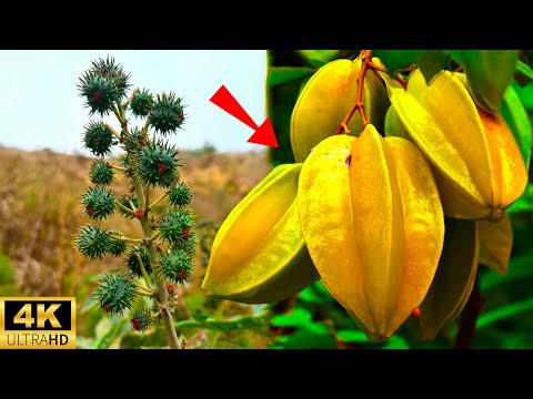 Top 15 Frutas Más Peligrosas Del Planeta Que No Creerás Que Existen #extrañas | Toplora