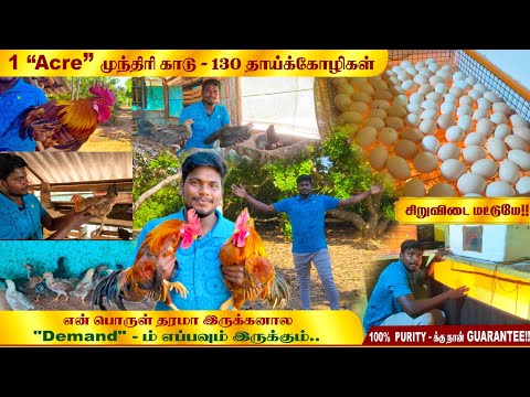 அப்போ 20 கோழி இப்போ 130 தாய்க்கோழி !! | தூய சிறுவிடை மட்டுமே குறிக்கோளாக வளர்க்கும் இளைஞர்!!