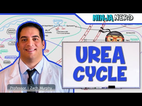 Metabolism | Urea Cycle