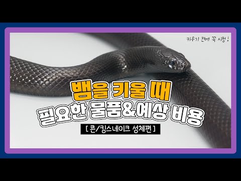 Supplies & Estimated Costs for Raising a Snake (Corn/Kingsnake) - Adult Edition