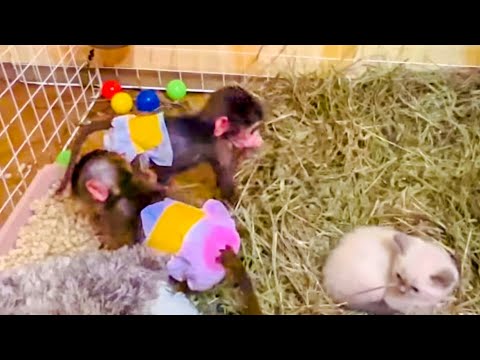 Степа и Маня ИДУТ в РАЗВЕДКУ в вольер к котенку и косуленку)))