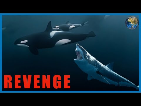 Do Great Whites Fight Back?