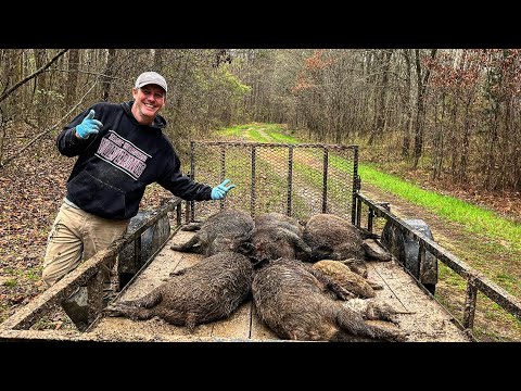 Trapping HEAVY wild pigs and a dozen egg eating possums
